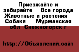 Приезжайте и забирайте. - Все города Животные и растения » Собаки   . Мурманская обл.,Снежногорск г.